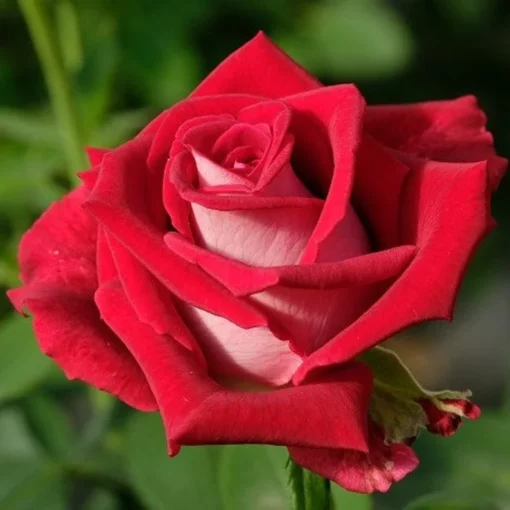 Red Rose Seeds, 50 Seeds