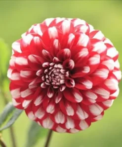 Red White Dahlia Seeds, 20 Seeds