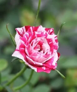 Red White Rose Seeds, 50 Seeds