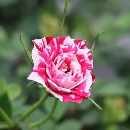 Red White Rose Seeds, 50 Seeds