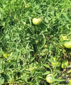 Reverend Morrow's Long Keeper Heirloom Tomato Seeds