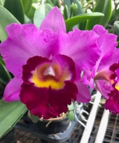 Rhycholaeliacattleya Shannon Conner 'Pink Paradise', Cattleya Type Orchid Plant Shipped in 2.5" Pot