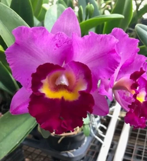 Rhycholaeliacattleya Shannon Conner 'Pink Paradise', Cattleya Type Orchid Plant Shipped in 2.5" Pot