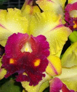 Rlc. Tainan Gold 'Hawaii #1' Cattleya Type Orchid Plant Shipped in 2.5