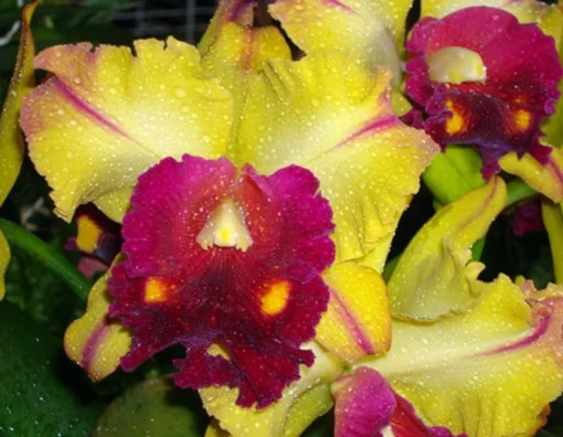 Rlc. Tainan Gold 'Hawaii #1' Cattleya Type Orchid Plant Shipped in 2.5" Pot