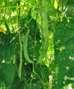 Rose Heirloom Pole Bean 30 Seeds