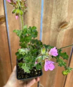 Rose Scented Geranium Pelargonium Capitatum Low-Growing Shrub with Fragrant Leaves and Pink Flowers