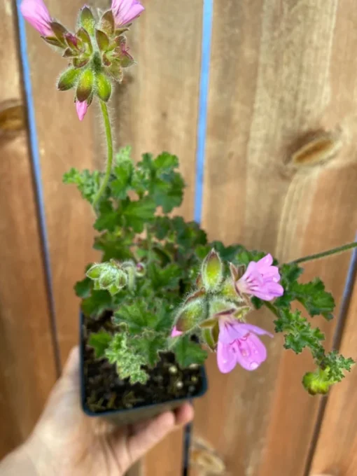 Rose Scented Geranium Pelargonium Capitatum Low-Growing Shrub with Fragrant Leaves and Pink Flowers