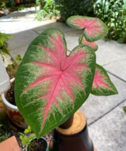 Rosebud Caladium Bulbs (2 Bulbs) – Large Heart-Shaped Pink, White, and Green Leaves