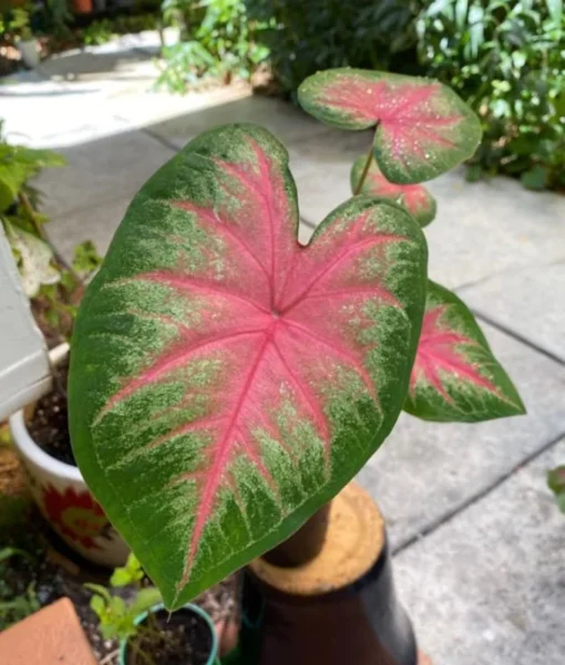 Rosebud Caladium Bulbs (2 Bulbs) – Large Heart-Shaped Pink, White, and Green Leaves