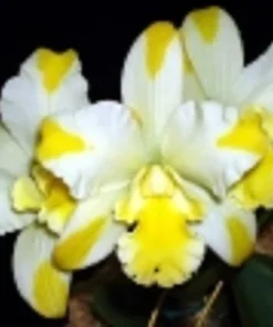 Rth. Solar Flare 'Paradise' Cattleya type orchid Plant Shipped in 2.5