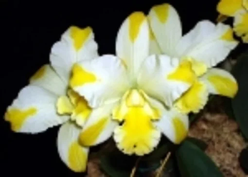 Rth. Solar Flare 'Paradise' Cattleya type orchid Plant Shipped in 2.5" Pot