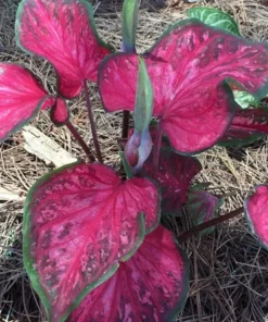 Scarlet Flame Caladium Bulbs - Red Strap Leaf Perennial Plant