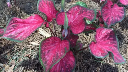 Scarlet Flame Caladium Bulbs - Red Strap Leaf Perennial Plant