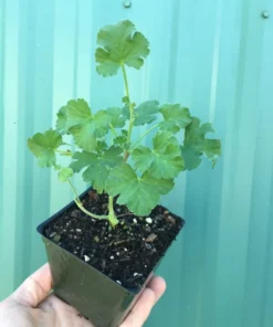 Scented Geranium 'Nutmeg' Compact Fragrant Shrub with Gray-Green Leaves and White Flowers