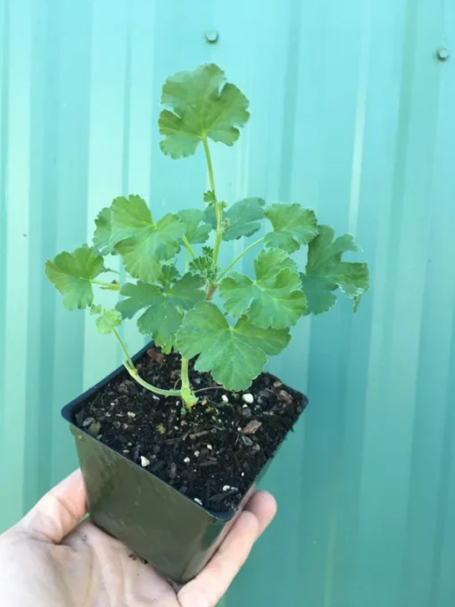 Scented Geranium 'Nutmeg' Compact Fragrant Shrub with Gray-Green Leaves and White Flowers