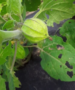 Schönbrunner Gold Groundcherry Cape Gooseberry (Physalis peruviana) (100 Seeds)