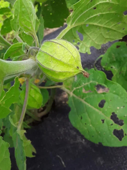 Schönbrunner Gold Groundcherry Cape Gooseberry (Physalis peruviana) (100 Seeds)