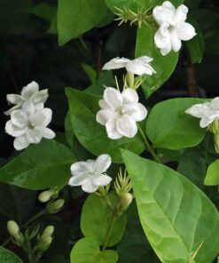 Set of 2 Orleans Sambac Jasmine Plants – Fragrant White Flowers for Garden or Home