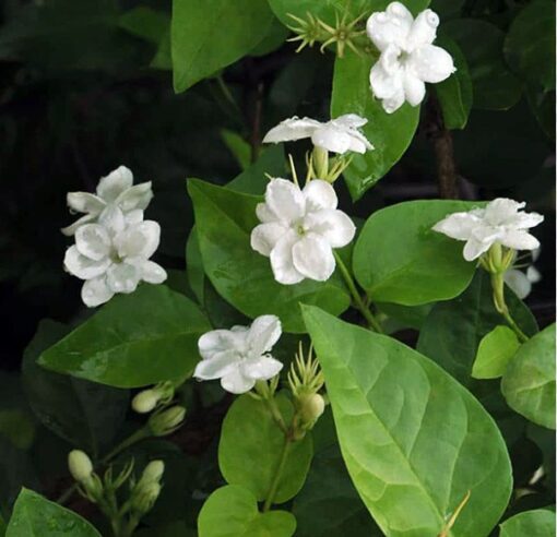 Set of 2 Orleans Sambac Jasmine Plants – Fragrant White Flowers for Garden or Home