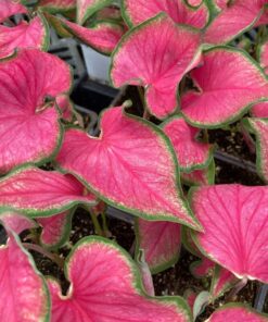 Caladium Passionista Bulbs (2 Pack) Size #2 – Multi-Colored Tropical Leaves