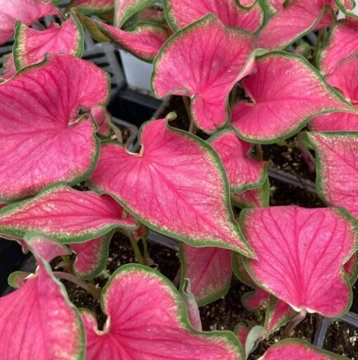 Caladium Passionista Bulbs (2 Pack) Size #2 – Multi-Colored Tropical Leaves