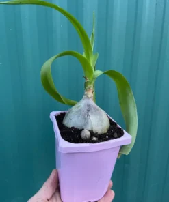 Sea Onion Pregnant Onion Albuca Bracteata Low Water Succulent Plant in Quart Pot