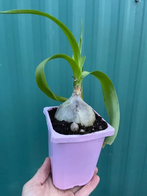 Sea Onion Pregnant Onion Albuca Bracteata Low Water Succulent Plant in Quart Pot