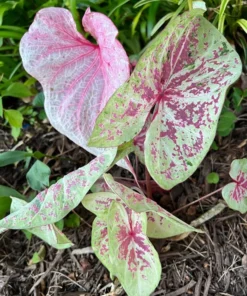 Seafoam Pink Caladium Bulbs (2 Pack) – Variegated Yellow-Green Leaves