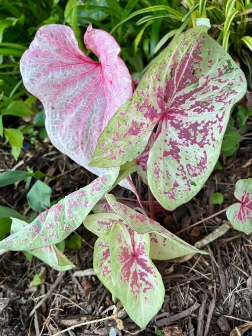 Seafoam Pink Caladium Bulbs (2 Pack) – Variegated Yellow-Green Leaves