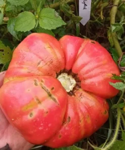 Sellaro Large Red Heirloom Tomato (30 seeds)