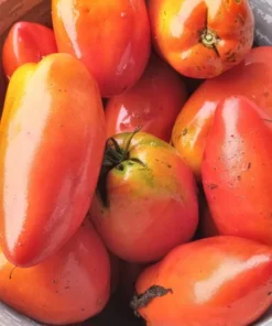 Sellaro Roma Heirloom Tomato (30 seeds)