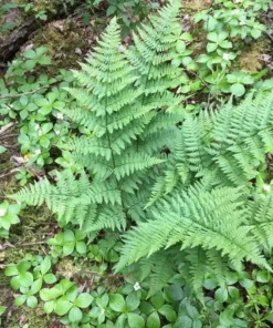 Set 10 Lady Ferns Bare Root | Low-Maintenance Shade Plants