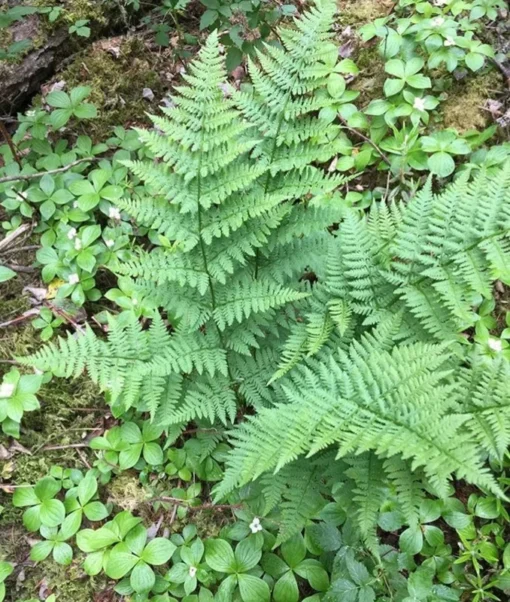 Set 10 Lady Ferns Bare Root | Low-Maintenance Shade Plants