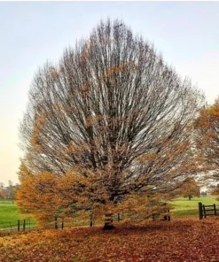 Set 5 American Hornbeam Bare Root Trees (12-18 Inches