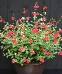 Set of 2 Hot Lips Salvia Plants - Vibrant Blooms - 4-Inch Pots