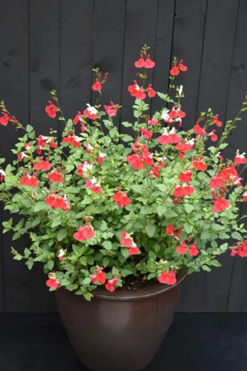 Set of 2 Hot Lips Salvia Plants - Vibrant Blooms - 4-Inch Pots