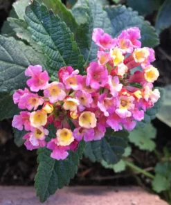 Set of 2 Lantana Camara Pink Caprice Plants - 4-Inch Pots for Gardens