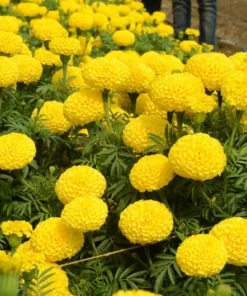 Set of 2 Marigold Plants - Bright Orange and Yellow Blooms for Garden or Home