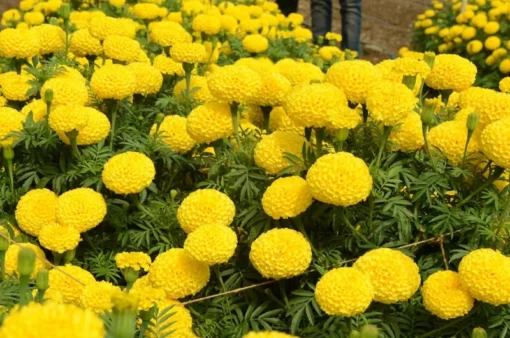 Set of 2 Marigold Plants - Bright Orange and Yellow Blooms for Garden or Home