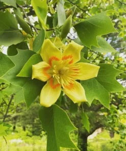 Set of 2 Tulip Poplar Bare Root Trees – 12-18in, Fast-Growing, Vibrant Spring Blooms