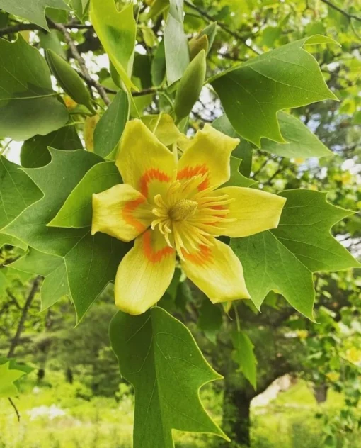 Set of 2 Tulip Poplar Bare Root Trees – 12-18in, Fast-Growing, Vibrant Spring Blooms