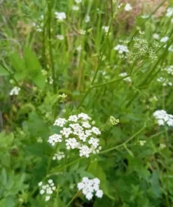 Skirret (Sium sisarum) Perennial 100 seeds