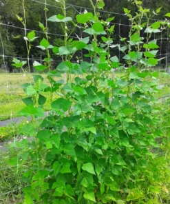 Small Speckled Greasy Cut-short Bean