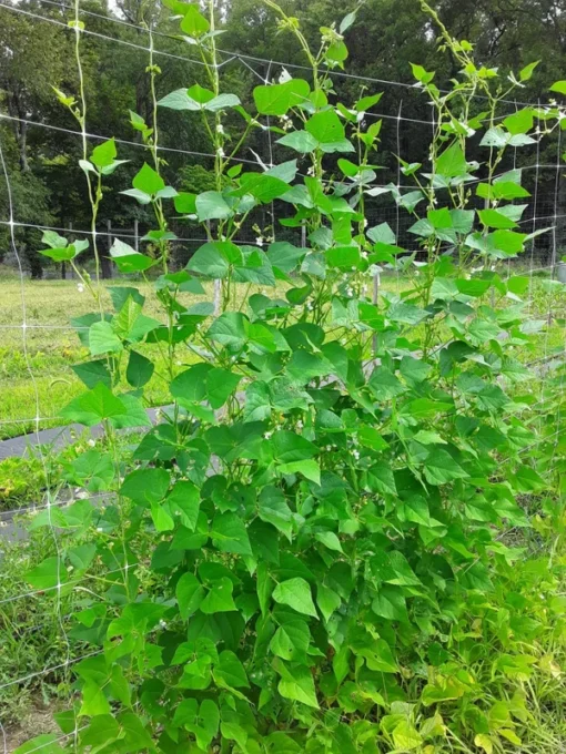 Small Speckled Greasy Cut-short Bean