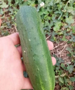 South Wind Slicer Downy-mildew Resistant Cucumber Seeds