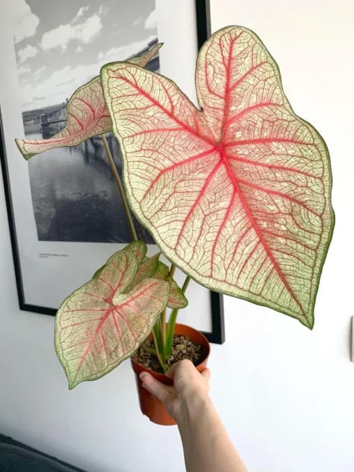 Southern Charm Caladium Bulbs (2 Pack) – Multi-Colored Tropical Leaves