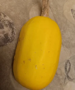 Spaghetti Squash Open-pollinated