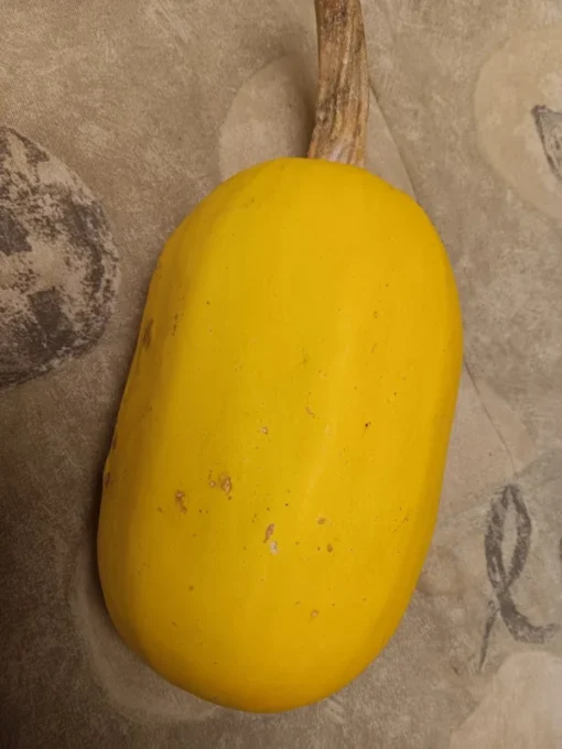 Spaghetti Squash Open-pollinated