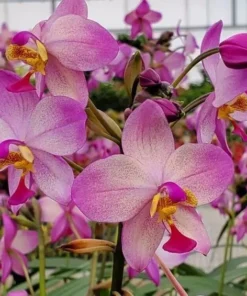 Spathoglottis Harmony, Ground Orchid, Rooted Plant Shipped in 3" Pot